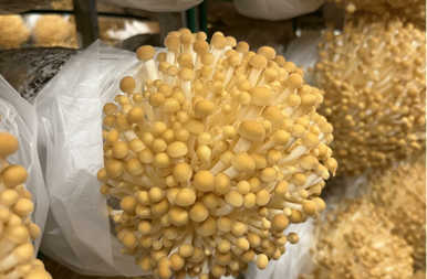 中國(guó)&middot;蓬溪第二十二屆全國(guó)食用菌新產(chǎn)品新技術(shù)博覽會(huì)成功舉辦