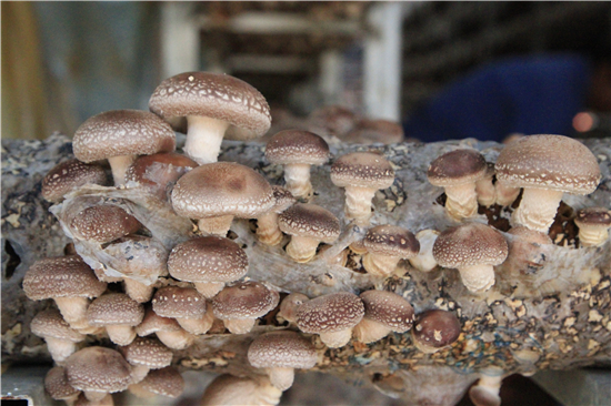 聚焦安龍:2019中國&middot;貴州食用菌產業發展大會即將開幕