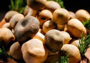 生活中常見食用菌種類介紹及圖片大全