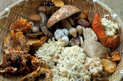 美國:各地區夏季野生菌采摘進入尾聲_國際新聞_食用菌新聞_中國食用菌商務網