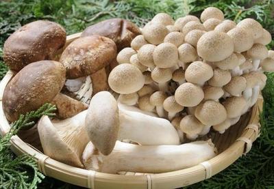 這樣做的面,湯最好喝!