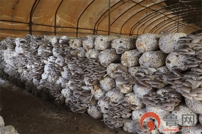 脫貧致富帶頭人|劉考順:靠食用菌撐起脫貧致富&ldquo;傘&rdquo;