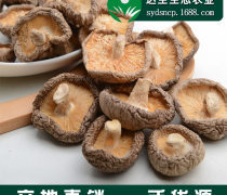 食用菌蘑菇熱賣促銷