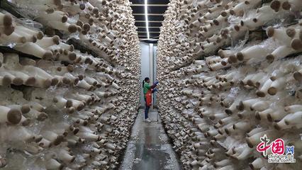 23省市2100余款產品參展全國菌博會 《中國食用菌產業年鑒》將發布