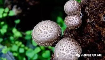 食用菌有效針對120余種疑難雜癥及常見病