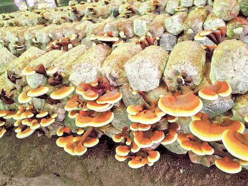 首個藥用真菌新品種誕生 首家省級食用菌研究所成立