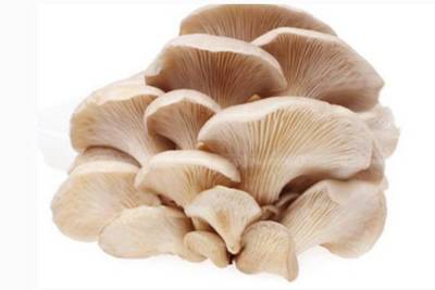 菌臨天下 佳和菌菇季 我們的胃有福了