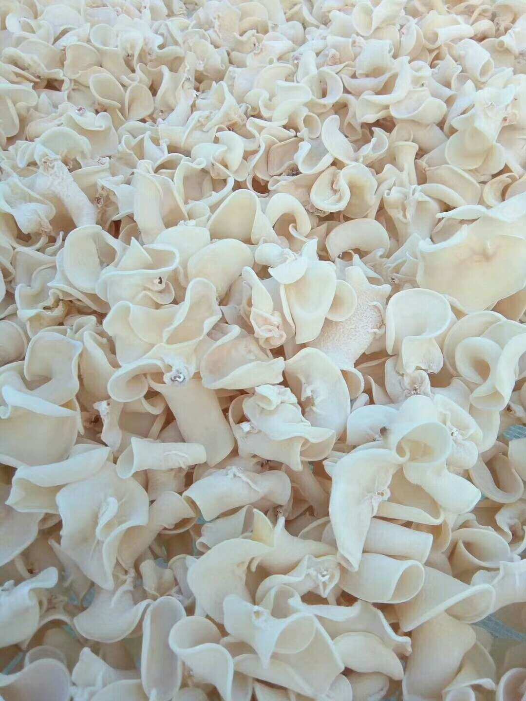 尚志市黑龍宮鎮 農副產品&mdash;&mdash;順成食用菌,思牧源農業 - 美篇