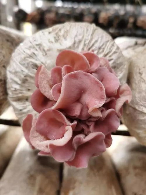 太美啦,四川省農業科學院成功馴化選育出 粉色毛木耳 新菌株