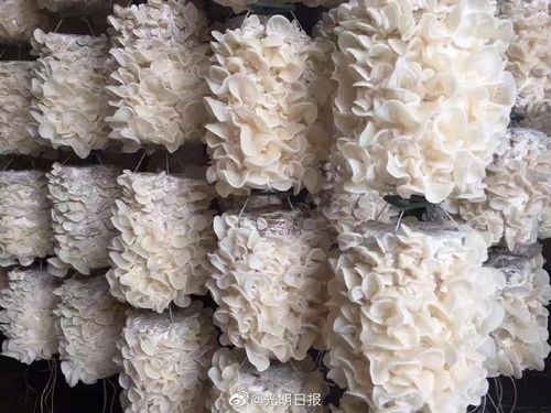 李玉院士有個食用菌產業強國夢