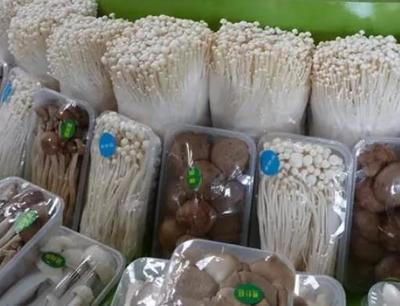 灌南金針菇:連云港灌南縣特產金針菇,產地農產品食用菌