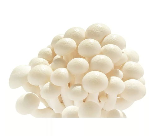 光明森源 旗下產品榮膺第十六屆中國國際農產品交易會參展產品金獎