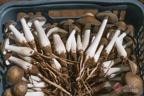 勐臘縣 林下食用菌種植繪就森林新 豐 景