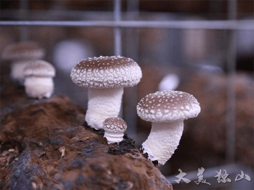 東 風吹拂菌子香 菇 舞人心銷售忙