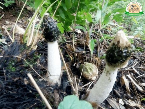 助農團團丨大方冬蓀