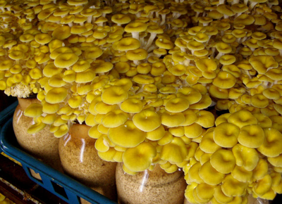 日本:榆黃蘑成為國際食用菌市場搶手品種_國際新聞_食用菌新聞_中國食用菌商務網