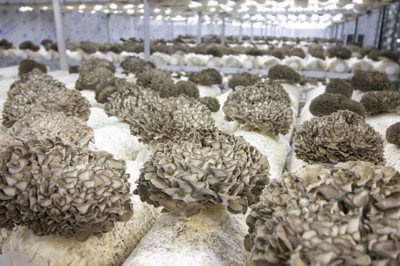 永大菌業:積極培育食用菌新品種