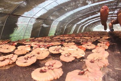 霧松砬子靈芝種植基地:解鎖鄉村振興密碼,擴寬農戶致富路