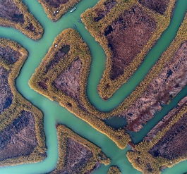 江蘇海安 小蘑菇種出大效益