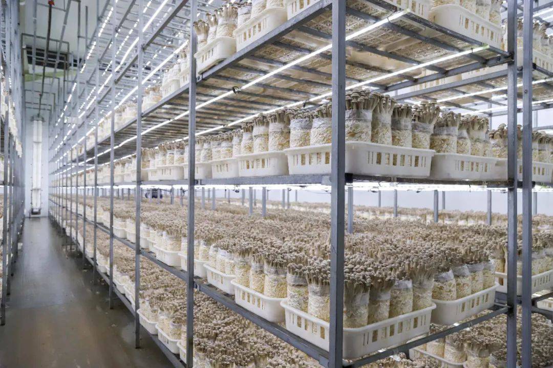 四川蓬溪:小菌菇做成大產業 擁有20余種食用菌工廠化產品_基地風采_食