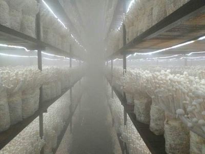 泰寧:發展智慧菌菇,提質增效