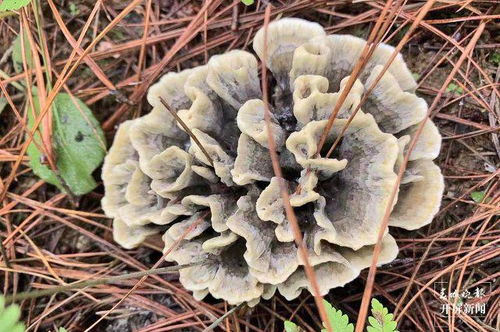 云吧 端午時節,來昌寧四角田品嘗鮮味十足的野生菌宴