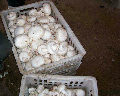 江蘇蘑菇價格-免費食用菌培訓|食用菌加盟 產品展示(|食用菌培訓合作、食用菌價格、食用菌批發)-金泉網