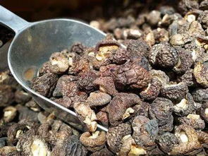 世界第二大食用菌,我國總產量世界第一,卻是貴得讓人吃不起