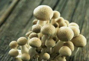 預測 未來10年,最賺錢的食用菌產業模式