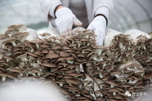 多彩貴州網 烏蒙 菌子 ,美若天仙 6.5萬畝,17.8億年產值是個什么概念