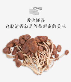 農家茶樹菇干貨不開傘 山珍特產食用菌120g