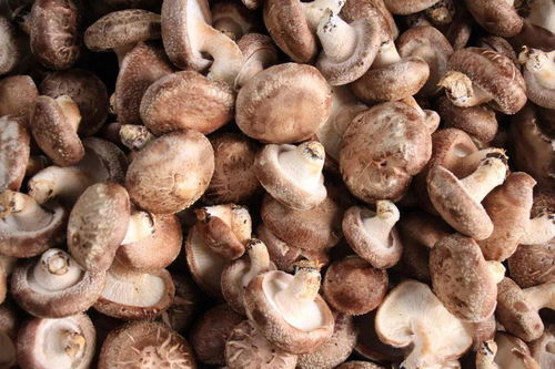 清水縣食用菌大棚助增收