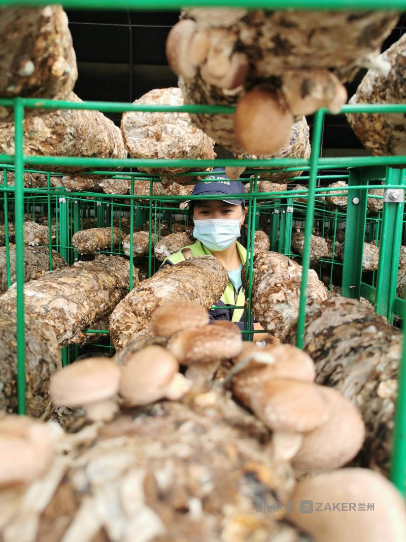 蘭州新區食用菌香菇首次走出國門