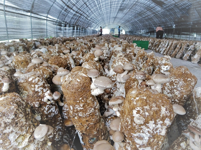 四川:廣元市羊木鎮打造&ldquo;川北最大食用菌產業基地&rdquo;