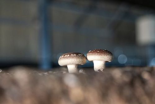 石家莊平山縣 食用菌種出 致富路