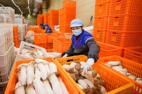 琪英菌業 日產杏鮑菇24萬袋 保障市民 菜籃子