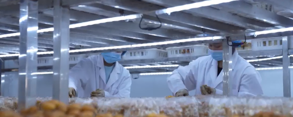 貴州興義市食用菌產業園年產值突破千萬元