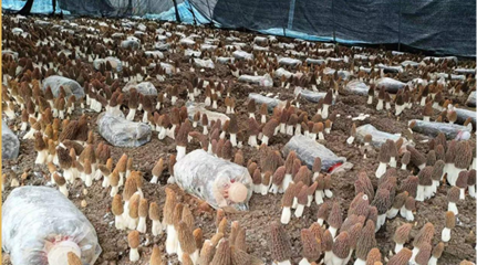 第23屆食用菌新產品新技術博覽會暨全國(利辛)羊肚菌產業創新發展大會