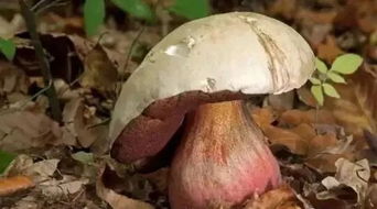 戶外求生指南 一招辨別可食用菌類的關鍵技巧