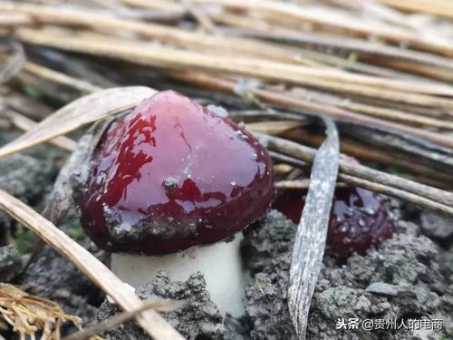 頂級美味新秀大球蓋菇 媲美松茸的食用菌新寵