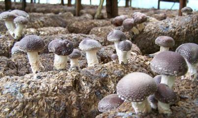 回鄉創業新篇章 以食用菌種植帶動農村就業