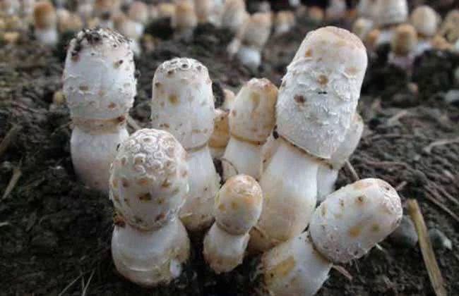 食用菌菌渣 變廢為寶的綠色循環之道