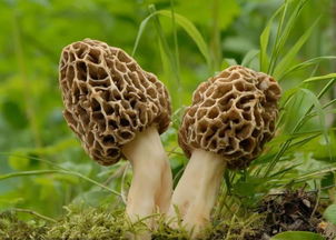 餐桌上的新變化 珍稀食用菌篇