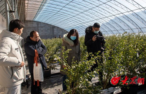 聚焦青島西海岸新區農產品區域公用品牌全國媒體聯合采風活動正式啟動 以食用菌為引擎助力鄉村振興