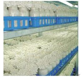 中農藍天秸稈食用菌產品 秸稈四季栽培食用菌的經濟價值與市場前景