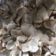 正定縣常山食用菌廠——專業供應優質食用菌產品