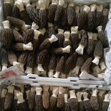 云南特產現貨新鮮羊肚菌 天然美味與營養的完美結合