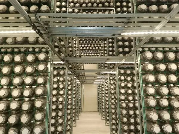 四川蓬溪 小菌菇做成大產業，擁有20余種食用菌工廠化產品