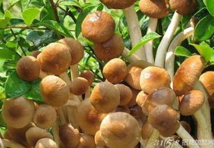 中盛永基食用菌加盟費用及詳細信息