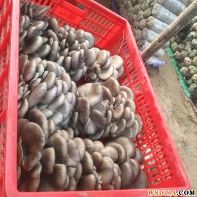 自種鮮平菇——健康美味的家庭食用菌選擇